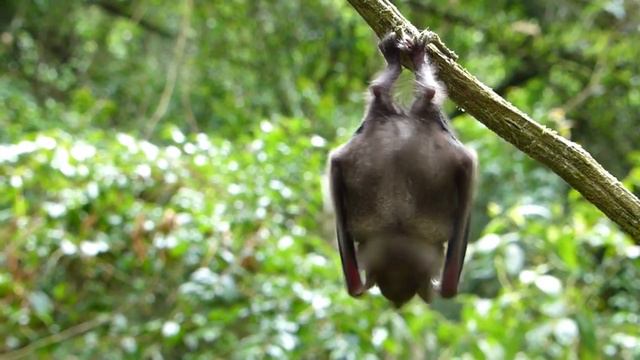 MORCEGO VAMPIRO [ O VERDADEIRO DRÁCULA ] смотреть онлайн