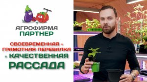 Своевременная + грамотная перевалка = качественная рассада