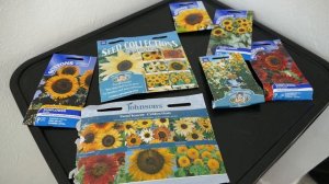 How To Grow Giant Sunflowers Part 1: Choosing The Right Variety