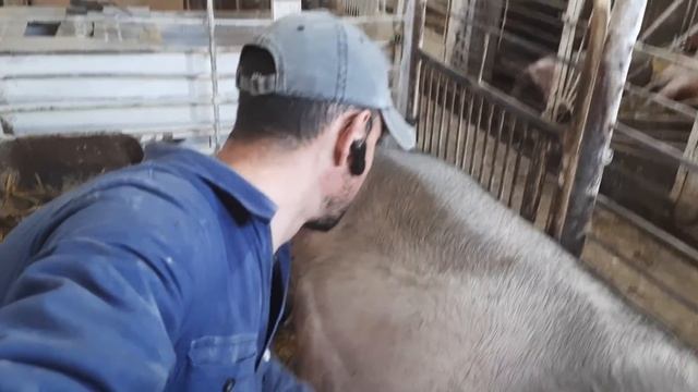 //Ждём опорос Красуньки Мигеры,бабульки Джесики и Глории Новиковны//Как выглядят поросные свиньи// смотреть онлайн