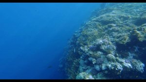 КОРАЛЛОВЫЙ РИФ - НЕЖНАЯ РЕЛАКС МУЗЫКА ДЛЯ СНА И УЧЕБЫ ???