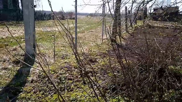 Уход за смородиной весной смотреть онлайн