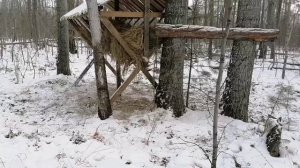 Строим кормушки для диких животных изюбрь лось