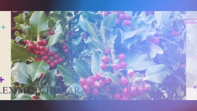 Декоративные растения: примеры самых популярных видов