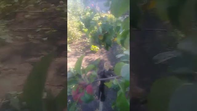 Яблоня Свежесть / Apple Svezhest' смотреть онлайн