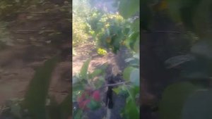 Яблоня Свежесть / Apple Svezhest'