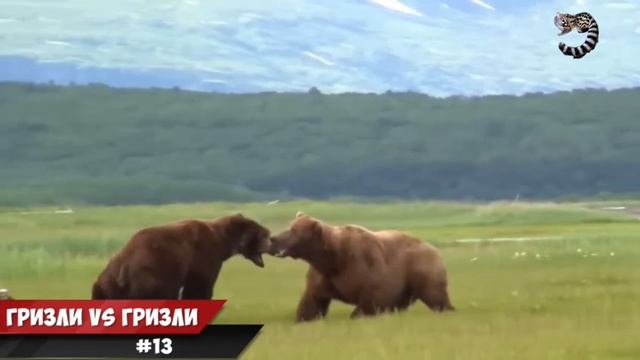 ОНА и КУСАЛА ЕГО и ДЁРГАЛА ЗА ХВОСТ - ВСЁ БЕЗ ТОЛКУ... Битвы Животных смотреть онлайн