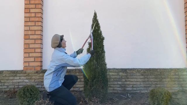 СТРИЖКА ТУИ ВЕСНОЙ/ стригу тую СМАРАГД, САНКИСТ, МИКИ, АУРЕЯ НАНА