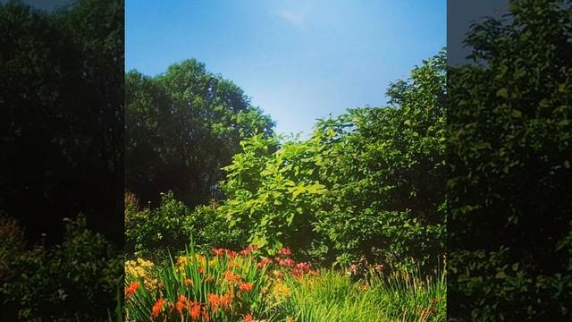 Жемчужница #дача #лето #цветы #flower #flor #blanco #white #природа #plant #цветок #natura #nature смотреть онлайн