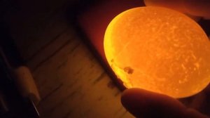 Как выглядит яйцо тумак болтун кровь кольцо и неоплод при овоскопировании