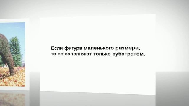 Топиарное искусство для начинающих