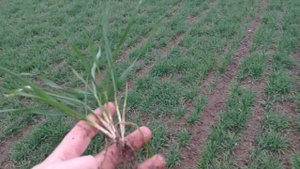 Озимая пшеница.Росторегулятор с осени.