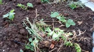 БЕСПЛАТНАЯ ШПАЛЕРА для ОГУРЦОВ за 10 минут