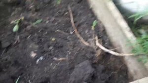 31 августа 2020 г.  Картофель в коробе 1 из 3. Итог эксперимента - не ведро