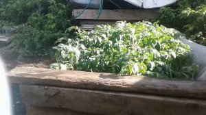 Жизнь в селе#Казахстан#Делаю грядки.Сажаю помидоры.