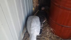 В каком возрасте начинают нестись индюшки. Индюшка на гнезде процесс.