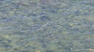 Ни чего себе, сколько молодого пиленгаса.