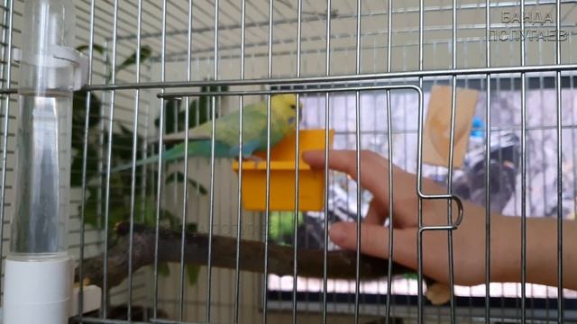 5й день приручения попугая || После эфира мы с Арчи еще пообщались смотреть онлайн