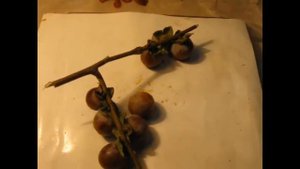 Впервые пробую хурму кавказскую