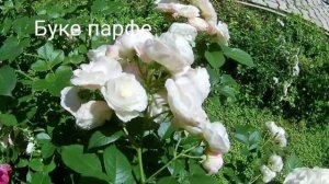 Розы: Александра Кентская, Lady of Shalott, Chippendale, Буке парфе, Фламментанц.
