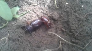 Спариванье жуков-носорогов:)))