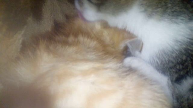 кошки