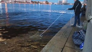 ловля корюшки С-Пб 🎣