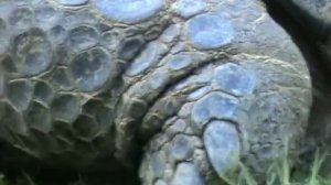 Шёнбрунн-Галапагосская черепаха, 1/3