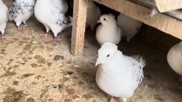 ЭКСКЛЮЗИВНАЯ КОЛЛЕКЦИЯ БОЙНЫХ ГОЛУБЕЙ #pigeons #армянские #tauben #бойныеголуби #աղավնիներ #голуби