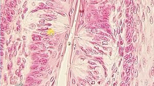 #орган вкуса