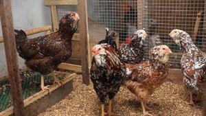 Разведение Орловских ситцевых кур как бизнес идея | Орловские ситцевые куры