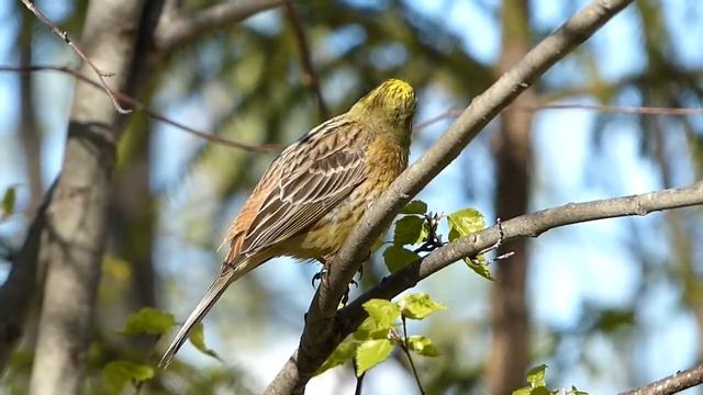 Обыкновенная овсянка ( Emberiza citrinella) смотреть онлайн