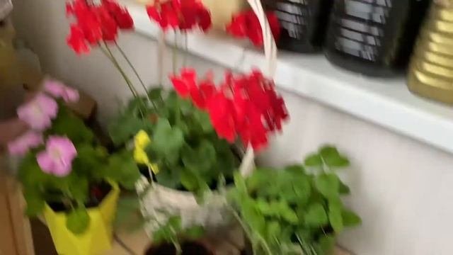 Огород на балконе 10 июня! Не было 4 дня! Потери и Урожай!
