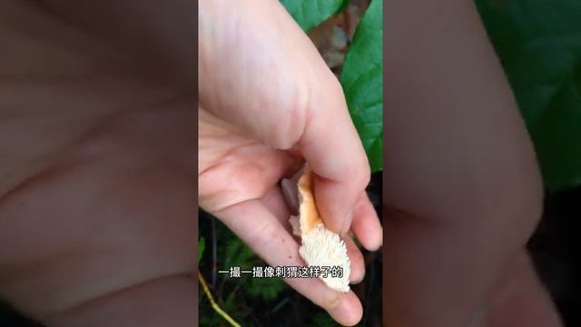 Found my first HedgeHog Mushroom! 刺猬菌！