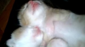 Спящий котенок показывает язык