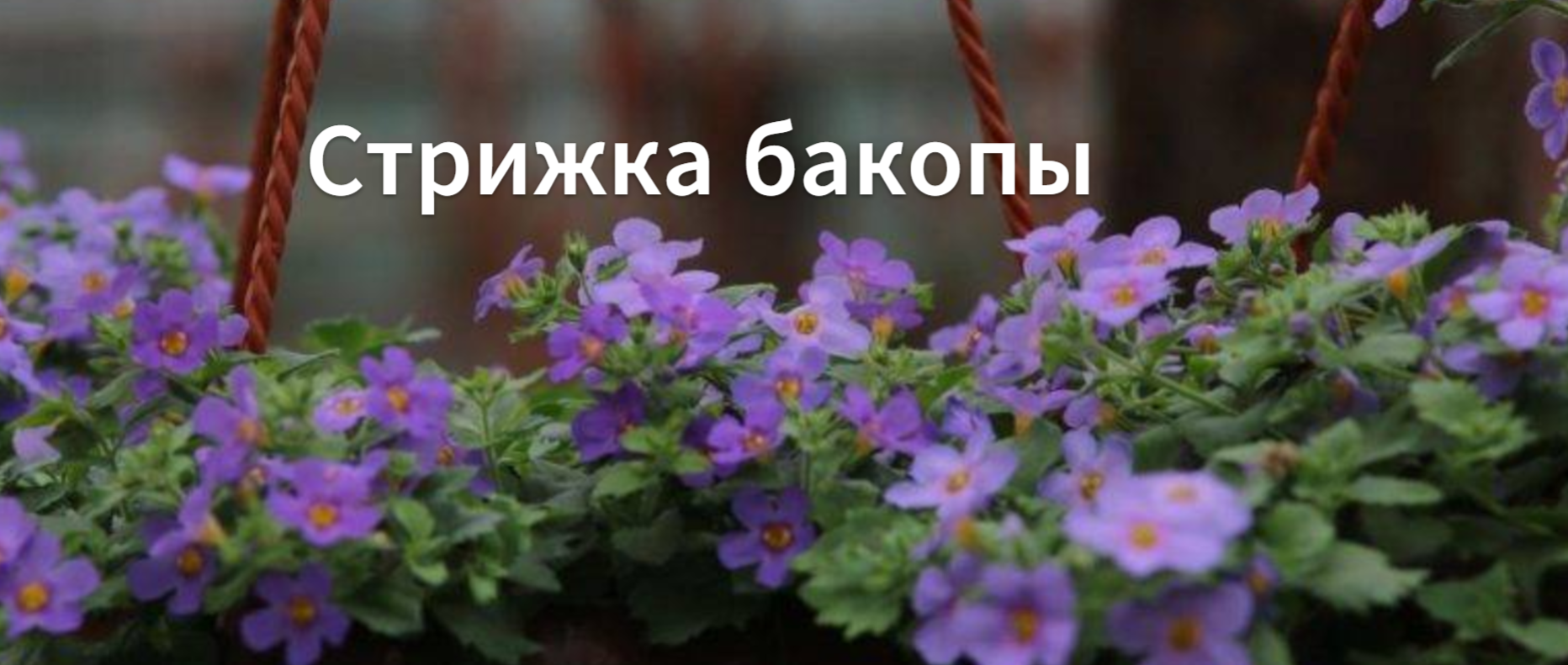 Как стричь бакопу. Когда зацветает бакопа. Через сколько цветет бакопа. Когда стричь бакопу смотреть онлайн