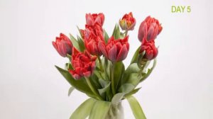 Vase Life Test Tulipa Red Princess