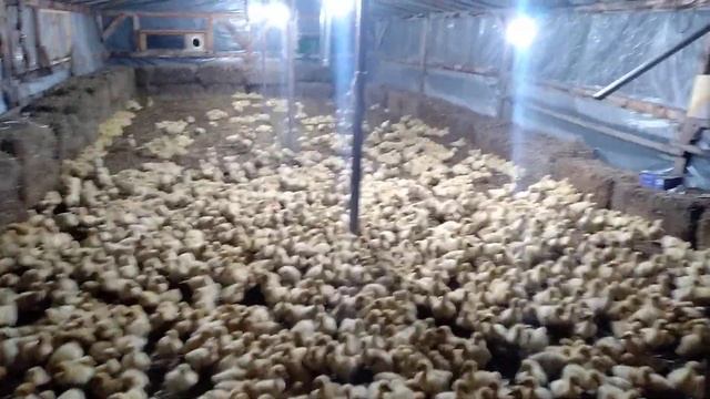 Goose.Гусята семидневные на ночёвка в теплице. смотреть онлайн