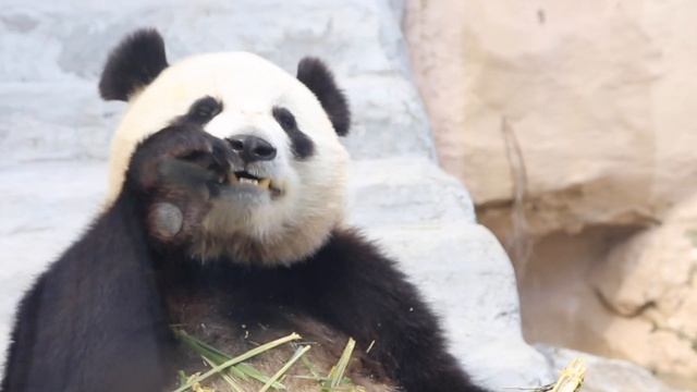 Панды в Москве / Pandas in Moscow смотреть онлайн
