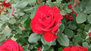 ЦВЕТЕНИЕ КЛУМБЫ С РОЗАМИ ПОД КОДОВЫМ НАЗВАНИЕМ "ВЫРВИ ГЛАЗ"???