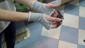 Крокодиловый сцинк. Tribolonotus gracilis.