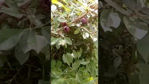 пробуем Дюки. БЕТТА, МЕЙНОР, ГАЙОВАТА