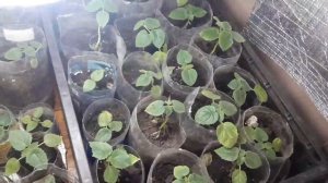 Выращивание Павловнии войлочной в домашних условиях
