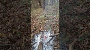 2. Как выжить в лесу если вы заблудились?