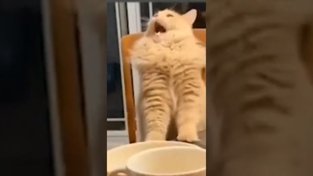 Какая гадость, эта ваша заливная рыба. Прикол смотреть онлайн