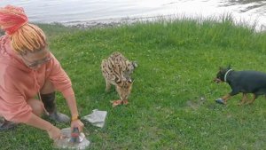 Сервал отказался от рыбы