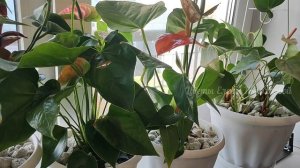 ОСЕНЬЮ Опрыскайте ТАК АНТУРИУМ и БОЛЕЗНИ и ГНИЛИ НЕ СТРАШНЫ! Даже дохлый цветок оживет!