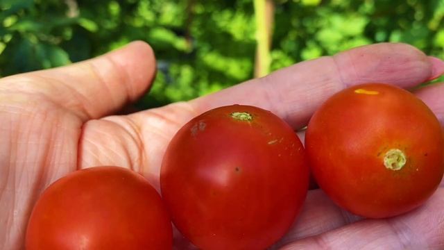Лайфхак огородный Заготовка щавеля в Германии Старый новый рецепт котлет смотреть онлайн