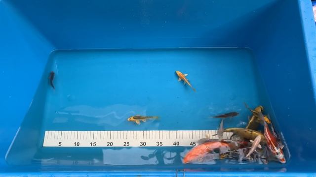 Мини пруд своими руками/Пруд для разведения рыбы своими руками/Карантин смотреть онлайн