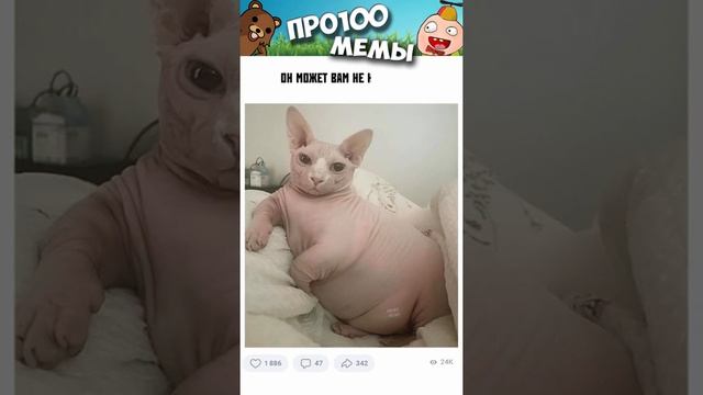 Мемы и приколы с озвучкой #мемыскотами #мемыдня #мемы #котики #мемытут